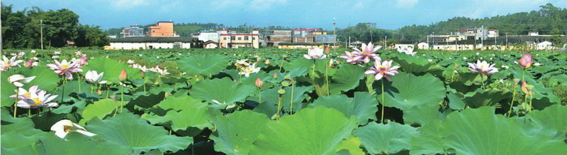 樓下村盤活村中八畝土地,成就了佛岡一景,也為該村帶來經(jīng)濟效益。